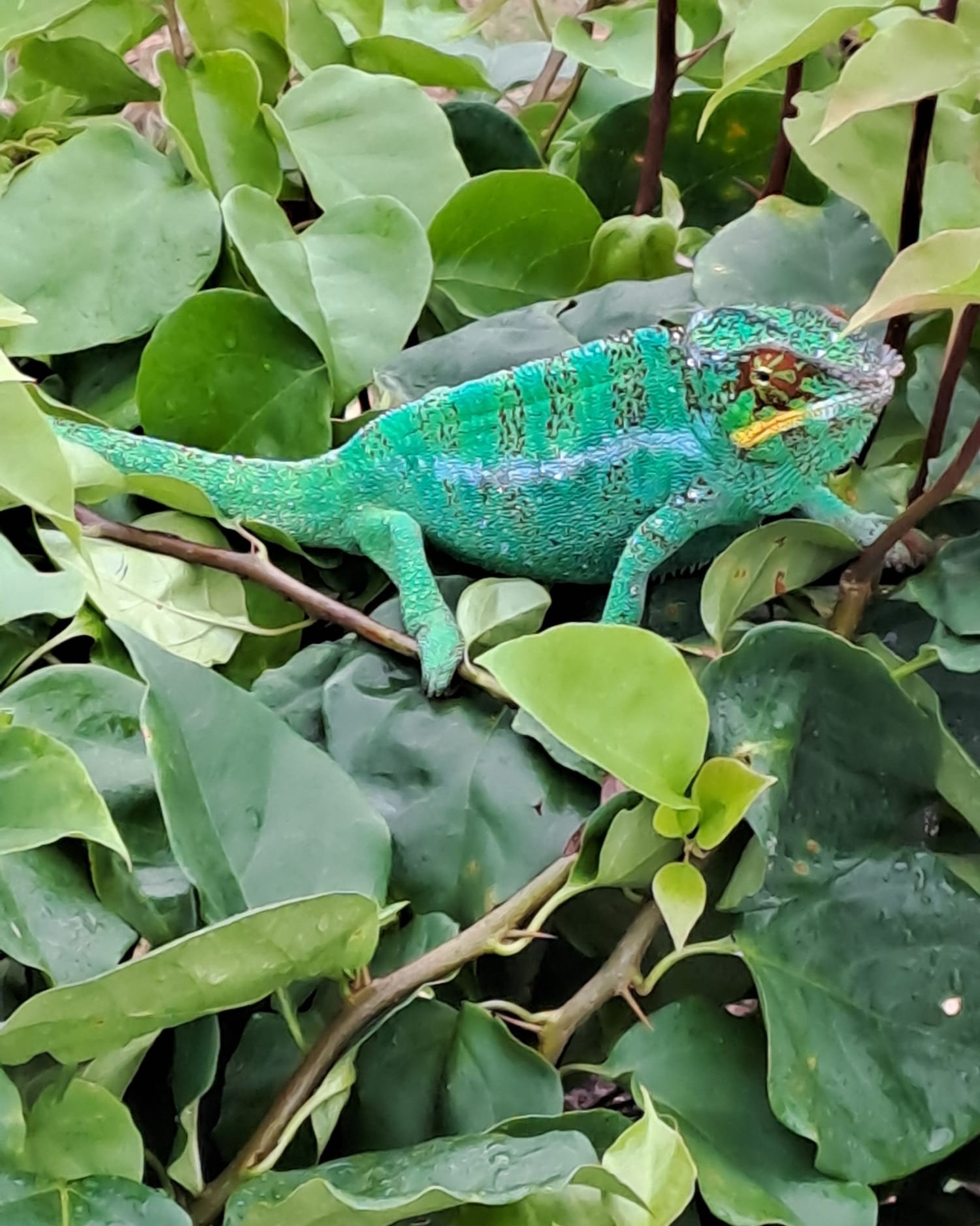 jacko, le caméléon